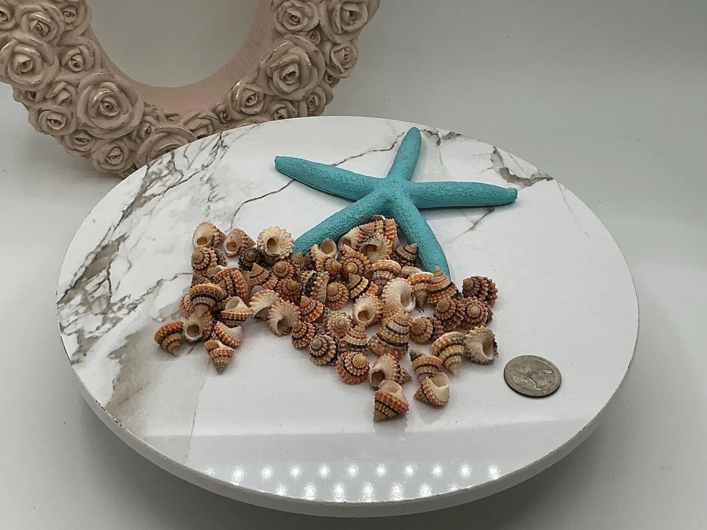 Tectarius- Cream Top - Medium Seashells I 5/8" + Craft Shells I Beaded Prickly Winkle I Coronate Prickly-Winkle I Cream Top 5/8" + 3-6mm