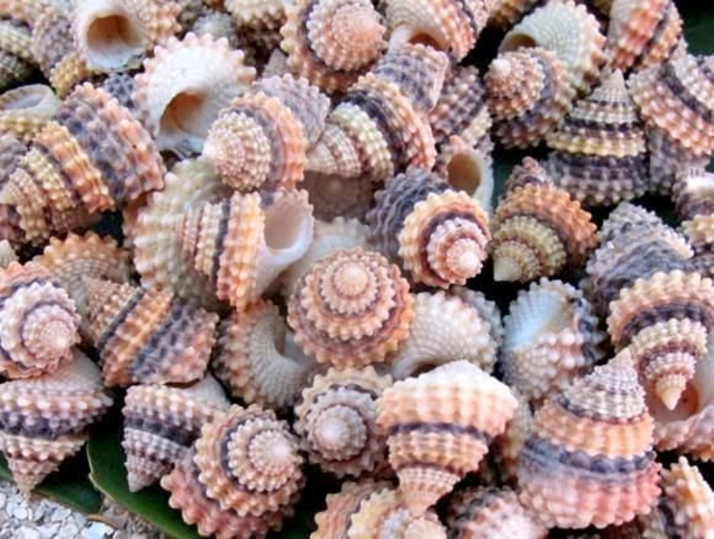 Tectarius- Cream Top - Medium Seashells I 5/8" + Craft Shells I Beaded Prickly Winkle I Coronate Prickly-Winkle I Cream Top 5/8" + 3-6mm
