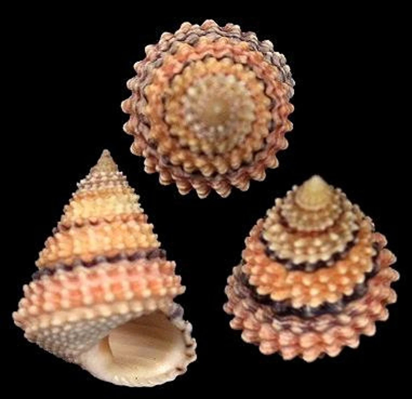 Tectarius- Cream Top - Medium Seashells I 5/8" + Craft Shells I Beaded Prickly Winkle I Coronate Prickly-Winkle I Cream Top 5/8" + 3-6mm