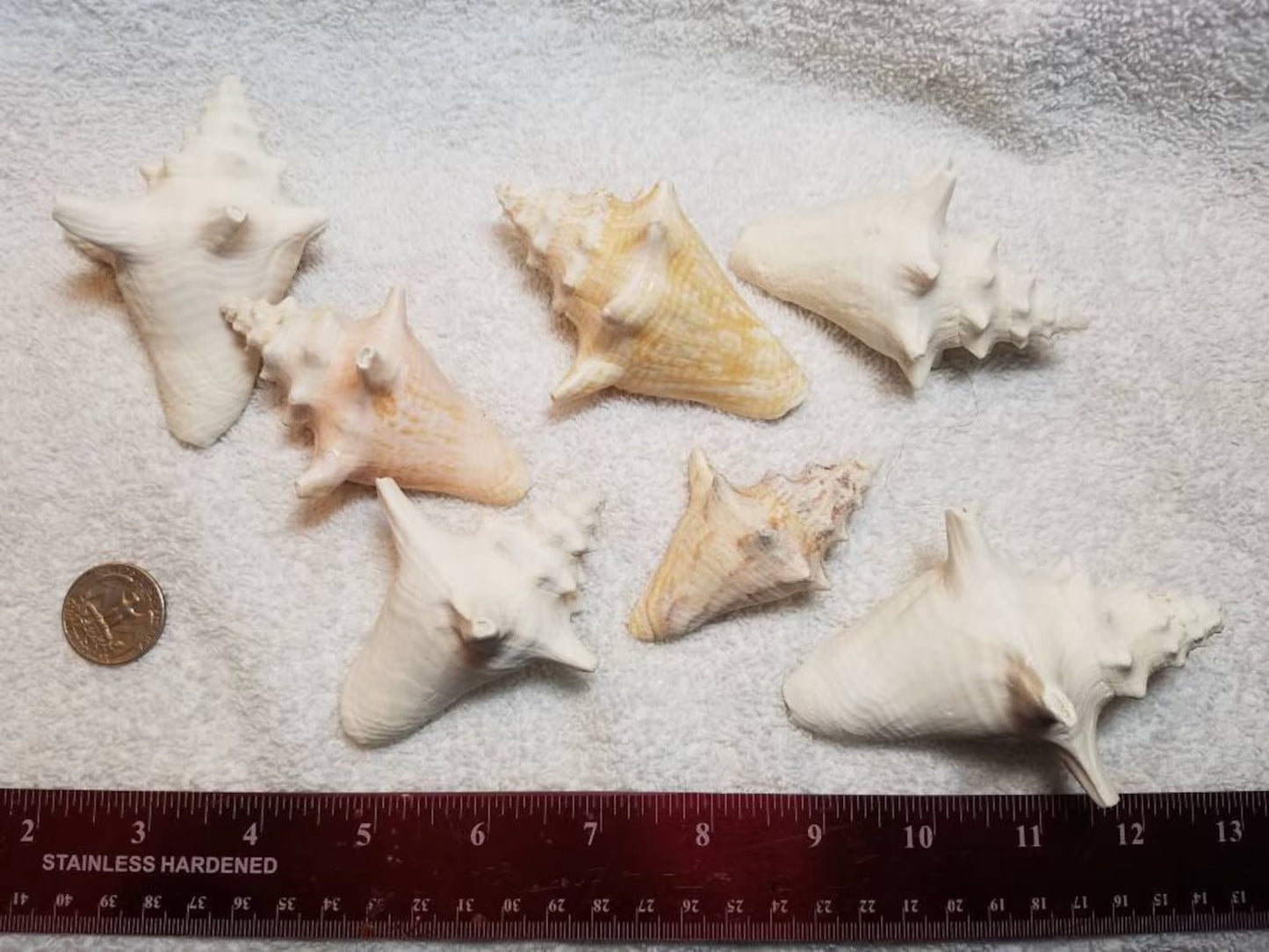 6 Pcs. Sun Bleached Bahamas Baby Queen Conch Shells, Beach Shore Collected Craft Shells Approximately 3-4"