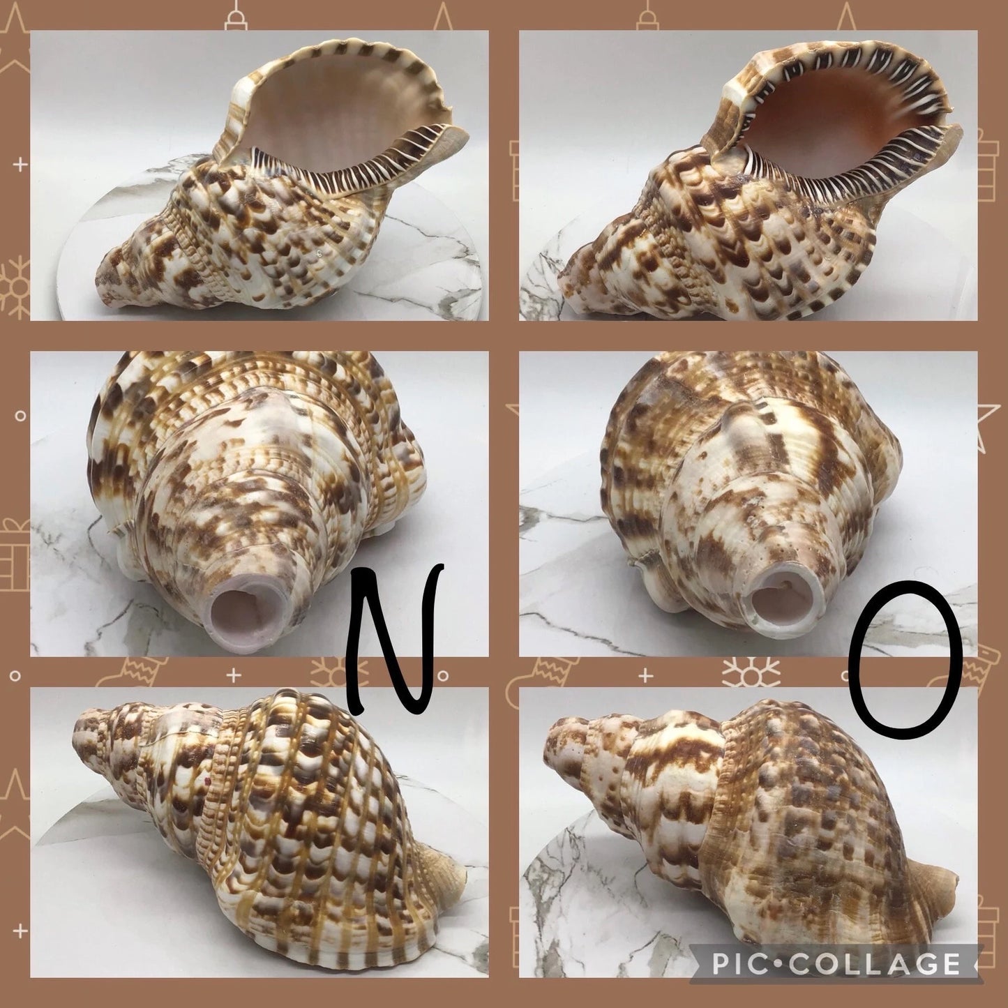8"+ Triton Shell Horn, Stunning Extra Large King Triton Shell Horn