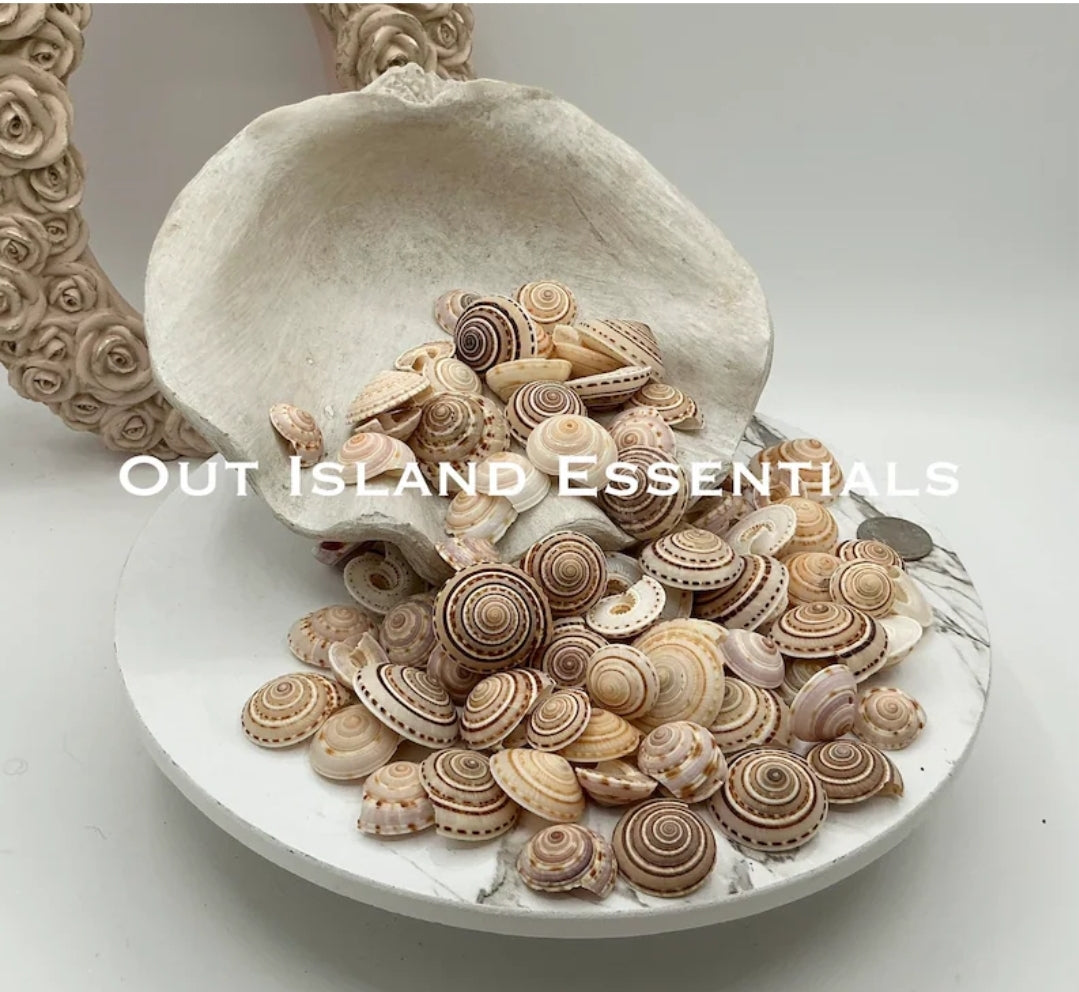 10pcs Sundial Seashells, Wholesale Seashells, Craft Shells, Approximately 3/4" - 1 1/4"