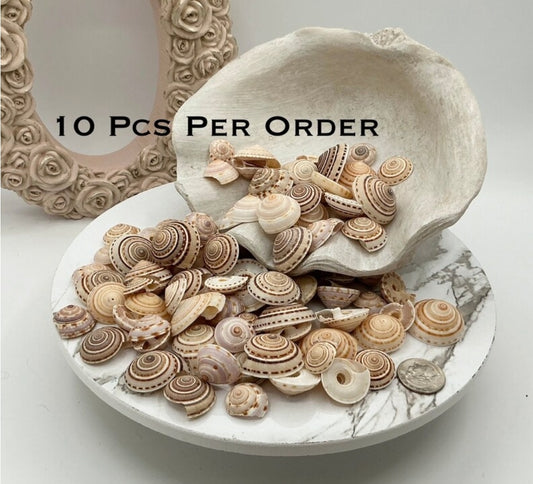 10pcs Sundial Seashells, Wholesale Seashells, Craft Shells, Approximately 3/4" - 1 1/4"