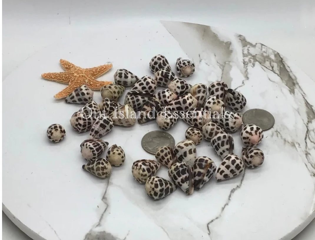 Medium Hebrew Cone I Conus Ebraeus I Cone Shells I Black & White Shells I Size 1" Craft Shells I Wholesale Cone Shells I FIVE Craft Shells