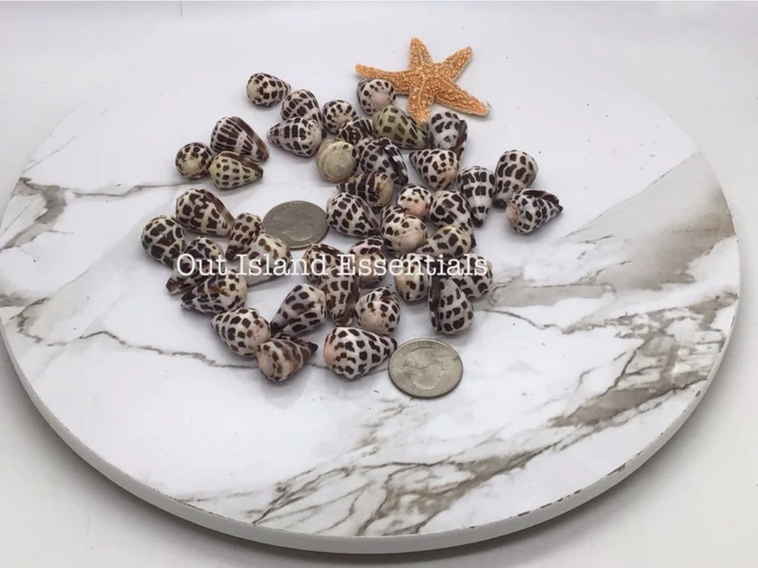 Medium Hebrew Cone I Conus Ebraeus I Cone Shells I Black & White Shells I Size 1" Craft Shells I Wholesale Cone Shells I FIVE Craft Shells