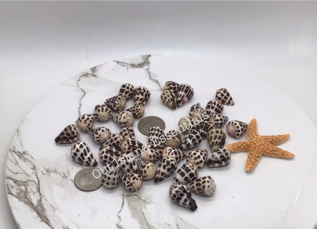 Medium Hebrew Cone I Conus Ebraeus I Cone Shells I Black & White Shells I Size 1" Craft Shells I Wholesale Cone Shells I FIVE Craft Shells