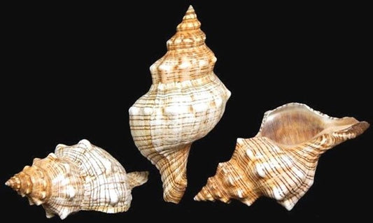 Fox Shell I Medium Fox Shell I 4-5" Or 6-7" Fox Sea Shell I Coastal Decor I Brown Striped Seashells I Large Seashells