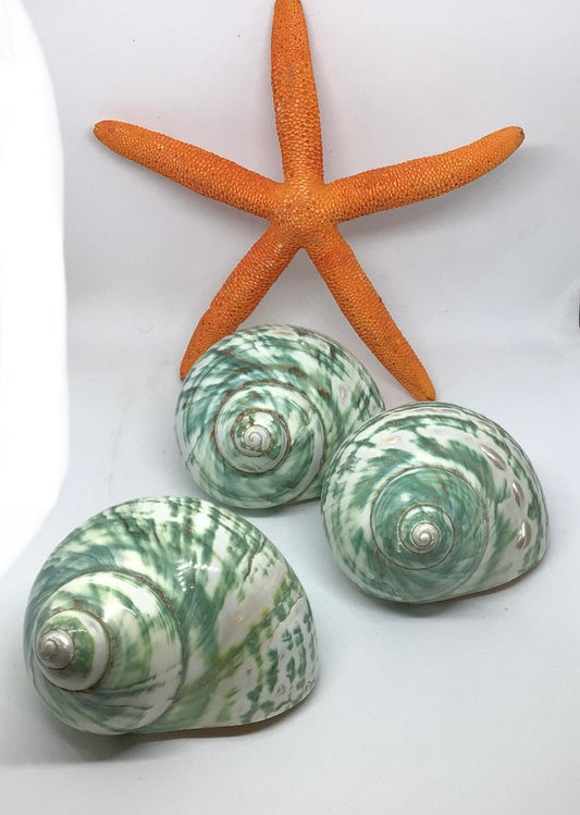 Jade Top Polished  Turbo Shell I Turbo Seashell I Jade Turbo Polished Shells I Hermit Crab Shells