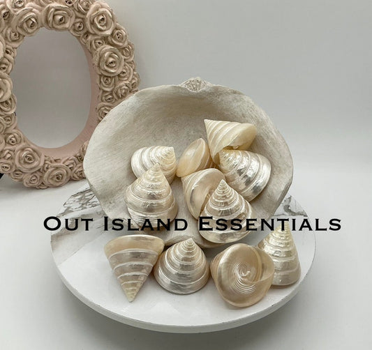 Pearlized Silver Troca I 2.5 Inches Silver Troca I Polished Shells I Stunning Collectible Seashells I Craft Shells I Silver Troca Shell
