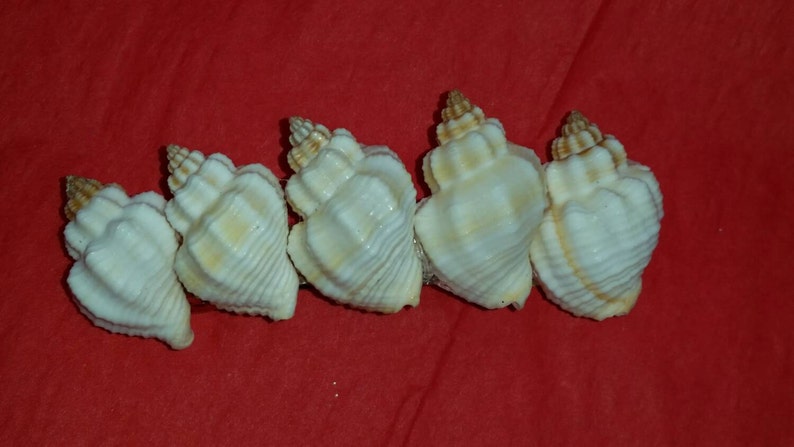 Seashell Hair Clip I Mermaid Hair Clips I Coastal Hair Clip I Seashell Hair Clip I Coastal Hair Accessories
