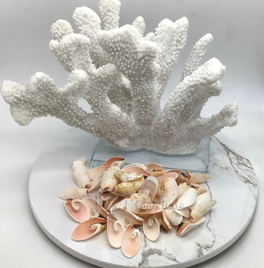 Strombus Lily Cut Shells I Sailor's Valentine I Craft Cut SeashellsI Pink Strombus Lily Cut ShellsI Pink Shells  I 1-1.5+”