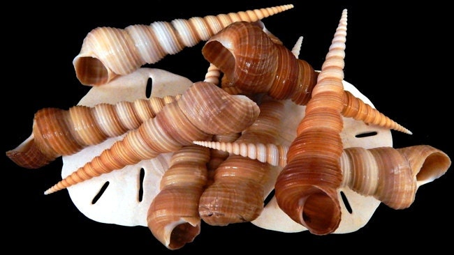 Terebra Turretella Seashells, Large Turretella Shells, Wholesale Seashells, Craft Seashells. 10 pcs. Terebra Turretella Size 4 - 5"