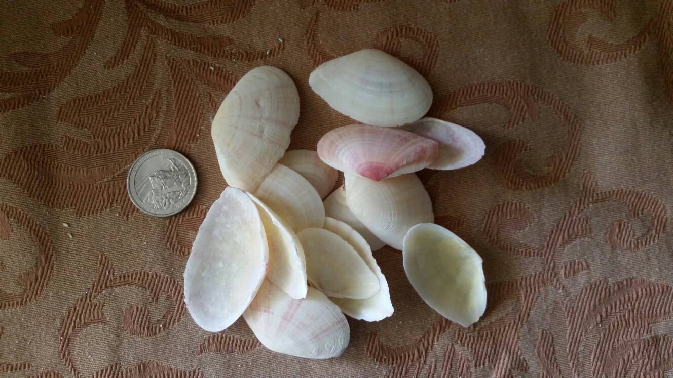 Bahamas Sunrise Tellin Shell I Pink Striped Seashells I Pink Tellin Shells I Sunrise Tellin Shells I Pink Striped Shells I Craft Shells