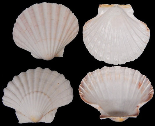 6 Pcs Irish Baking Clam | Semi-White Scallop Clam | 4 To 5" Scallop Clam | Beach Wedding Shells