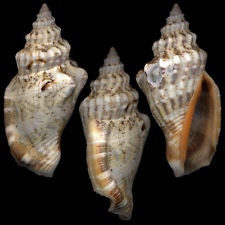 1/2lb Assorted Brown Strombus Chula Seashells 1.5" - 2" Craft Shells