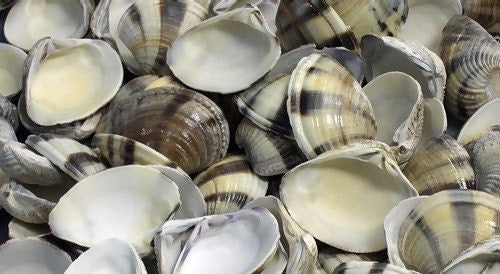 Mexican Sunset Striped Clam Shells, 20pcs Sunset Striped Clam Shells 1" - 1 3/4"