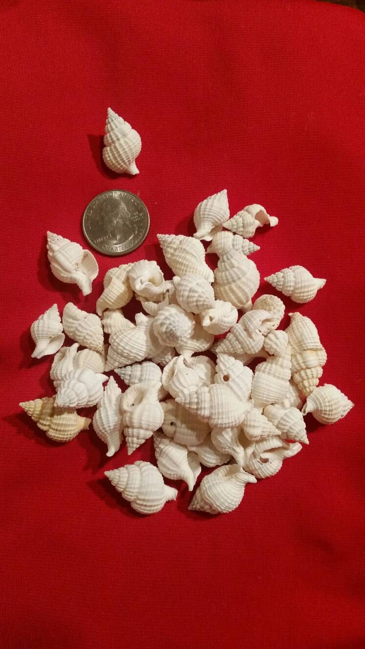 Nassa Reticulata I Craft Shells I  Small Craft Shells I Small Wholesale Shells I Craft Seashells I Craft Shells 3/4" - 1"