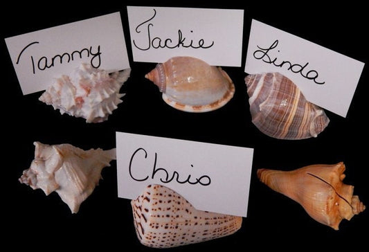Placecard Holders, Seashell Card Holders, Seashell Placecard Holders, Wedding Favors, Coastal Wedding Decor