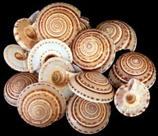 10pcs Sundial Seashells, Wholesale Seashells, Craft Shells, Approximately 3/4" - 1 1/4"