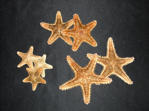 5-Pcs Saw Starfish, Craft Shells, Seashells, Starfish, Coastal Decor, Beach Decor, Beach Themed Party Decor