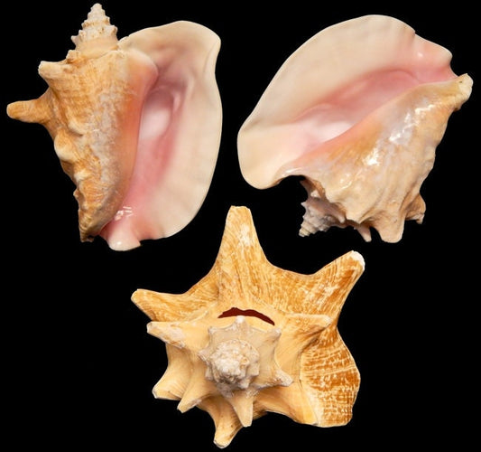 Bahamian Queen Conch Shell, Pink Conch Shell SLIT BACK, Large Seashell