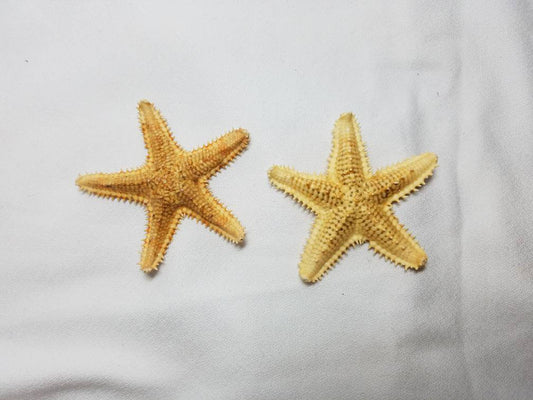 Saw Starfish Boutonniere, Starfish Boutonniere, Beach Boutonniere, Seashell Boutonniere, Natrual Starfish Boutonniere