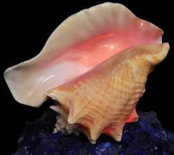 Bahamian Queen Conch Shell Light, Pink Conch Shell Lamp