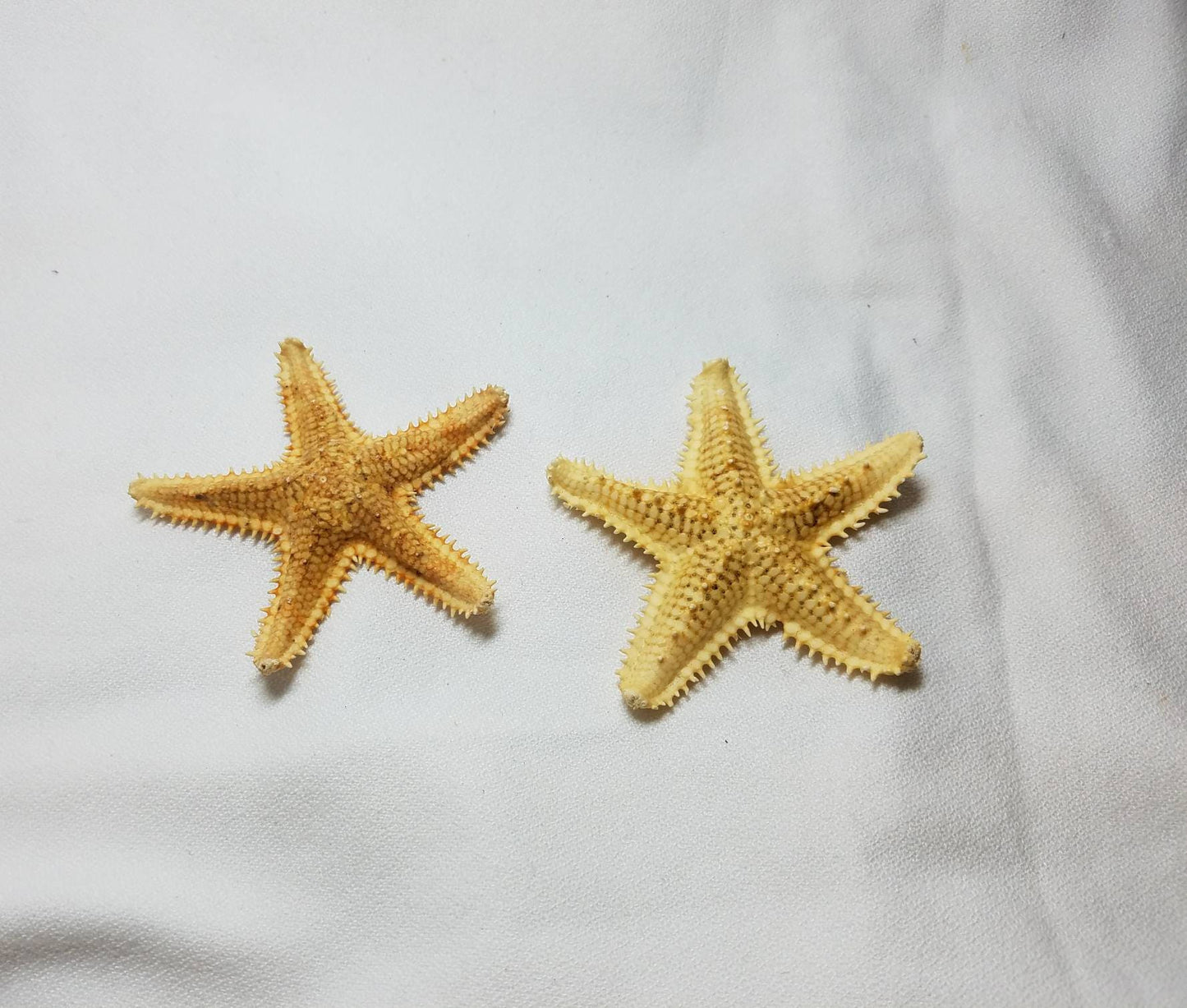 Saw Starfish Boutonniere, Starfish Boutonniere, Beach Boutonniere, Seashell Boutonniere, Natrual Starfish Boutonniere