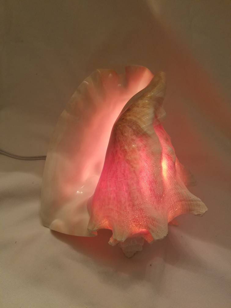 Bahamian Queen Conch Shell Light, Pink Conch Shell Lamp