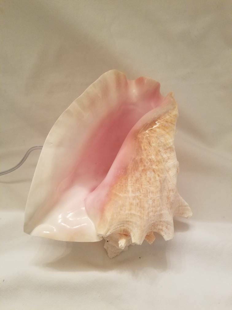 Bahamian Queen Conch Shell Light, Pink Conch Shell Lamp