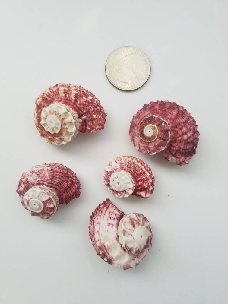 Red Delphinulus Seashells I Craft Shells I Bulk Red Seashells I 5pcs Per Order I Wedding Decor I Craft Supplies 1-2" I Delphinulus