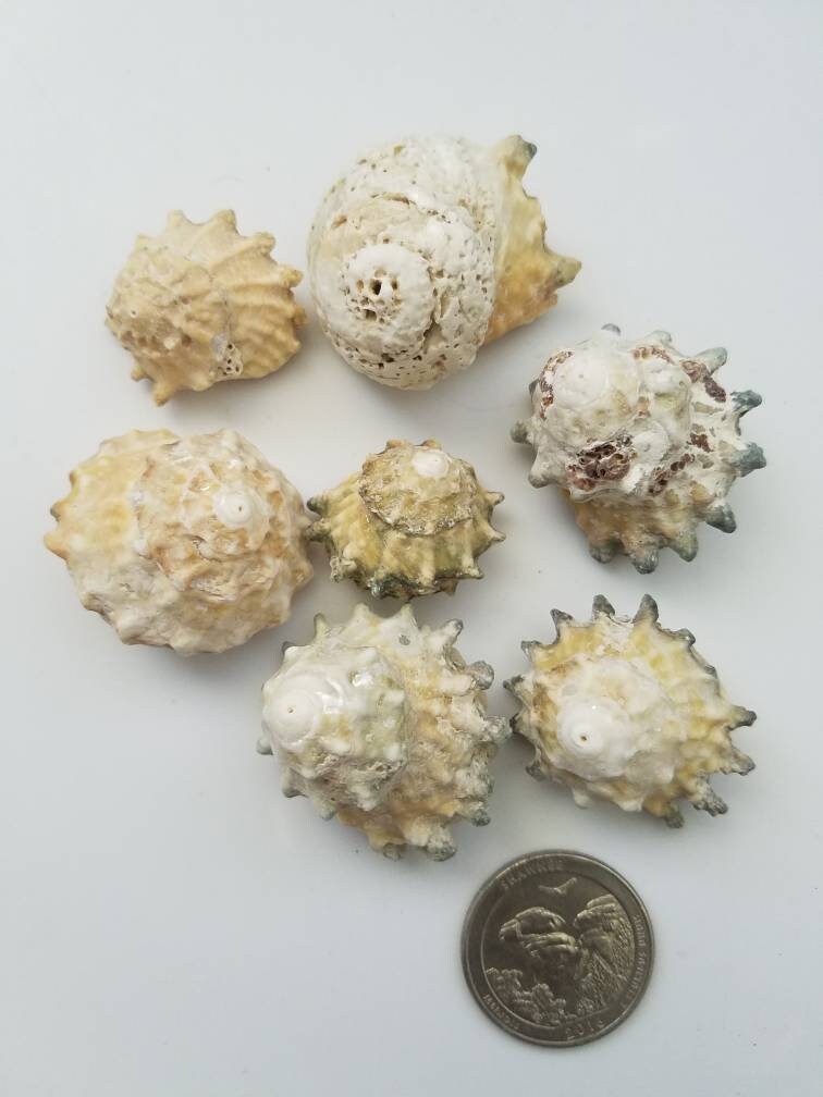 Astrea CalCar Seashells, Craft Shells, Wholesale Seashells, 7 pcs Per Order, Wedding Decor, Craft Supplies 1/2" - 1 1/4"