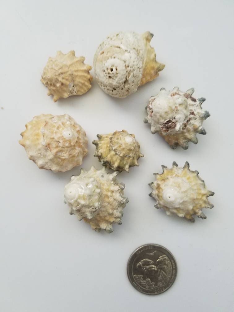 Astrea CalCar Seashells, Craft Shells, Wholesale Seashells, 7 pcs Per Order, Wedding Decor, Craft Supplies 1/2" - 1 1/4"