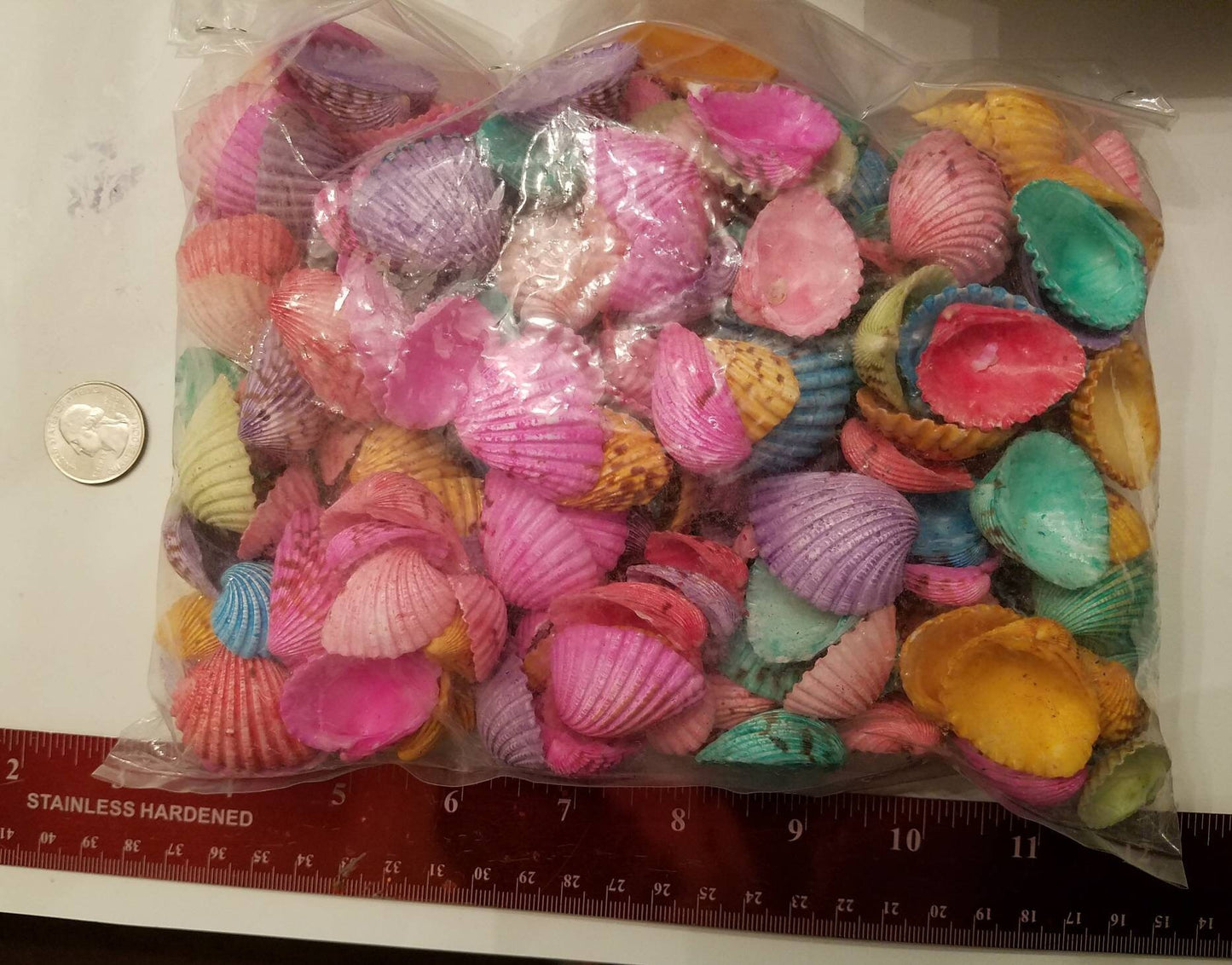 Kilo of Dyed Gafrarium Tumidum, Dyed Seashells, Colorful Seashells, 1-1.5" Dyed Seashells, Small Dyed Seashells, Craft Seashells