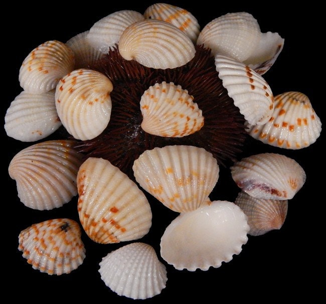 Stripped Arc Seashells, Craft Seashells, Brown and White Ark, Wholesale Craft Shells, Small Shells, Approximately 3/4" - 1"