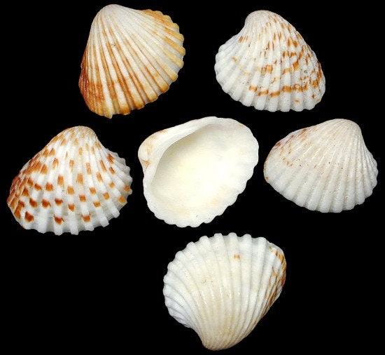 Stripped Arc Seashells, Craft Seashells, Brown and White Ark, Wholesale Craft Shells, Small Shells, Approximately 3/4" - 1"