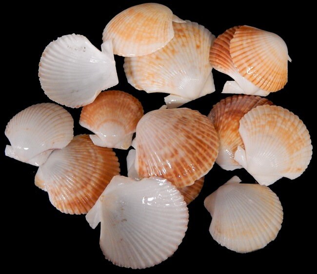 Baby Deep scallop, Baby Pectins, Baby Scallops, Craft Shells, Beach Decor Shells, 2 Pounds