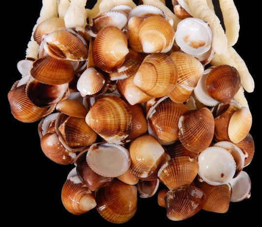 Brown Cockle Shells, Craft Seashells, Brown Seashells, Wholesale Craft Shells, Small Shells, Approximately 1" - 1.5"