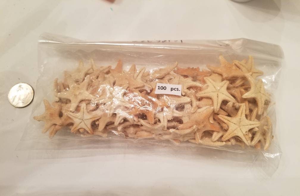 100 Chocolate Chip Natural Knobby Craft Starfish