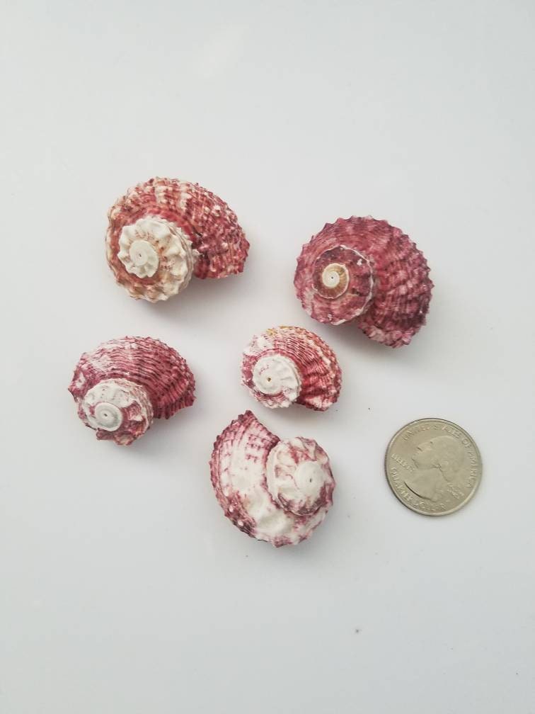 Red Delphinulus Seashells I Craft Shells I Bulk Red Seashells I 5pcs Per Order I Wedding Decor I Craft Supplies 1-2" I Delphinulus