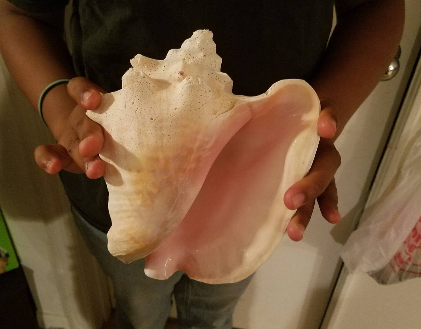 Bahamian Queen Conch Shell, Pink Conch Shell SLIT BACK, Large Seashell