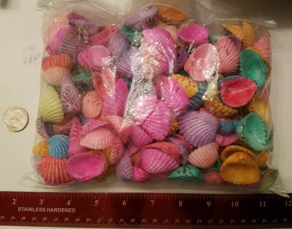 Kilo of Dyed Gafrarium Tumidum, Dyed Seashells, Colorful Seashells, 1-1.5" Dyed Seashells, Small Dyed Seashells, Craft Seashells