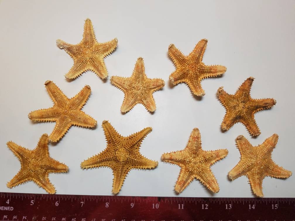 5-Pcs Saw Starfish, Craft Shells, Seashells, Starfish, Coastal Decor, Beach Decor, Beach Themed Party Decor