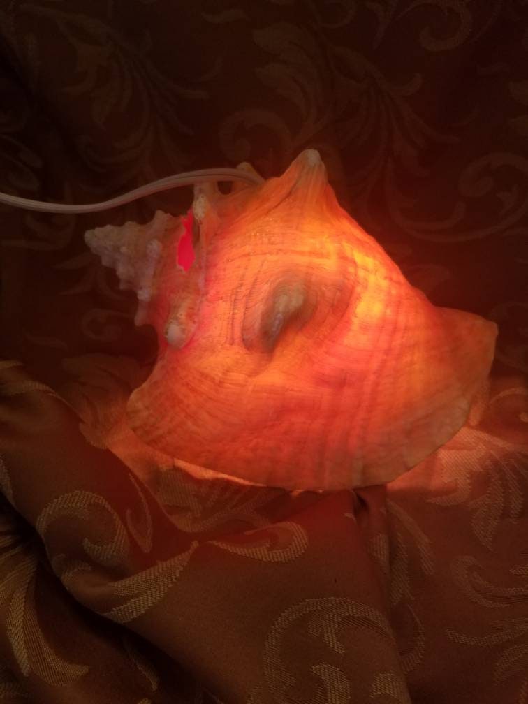 Bahamian Queen Conch Shell Light, Pink Conch Shell Lamp