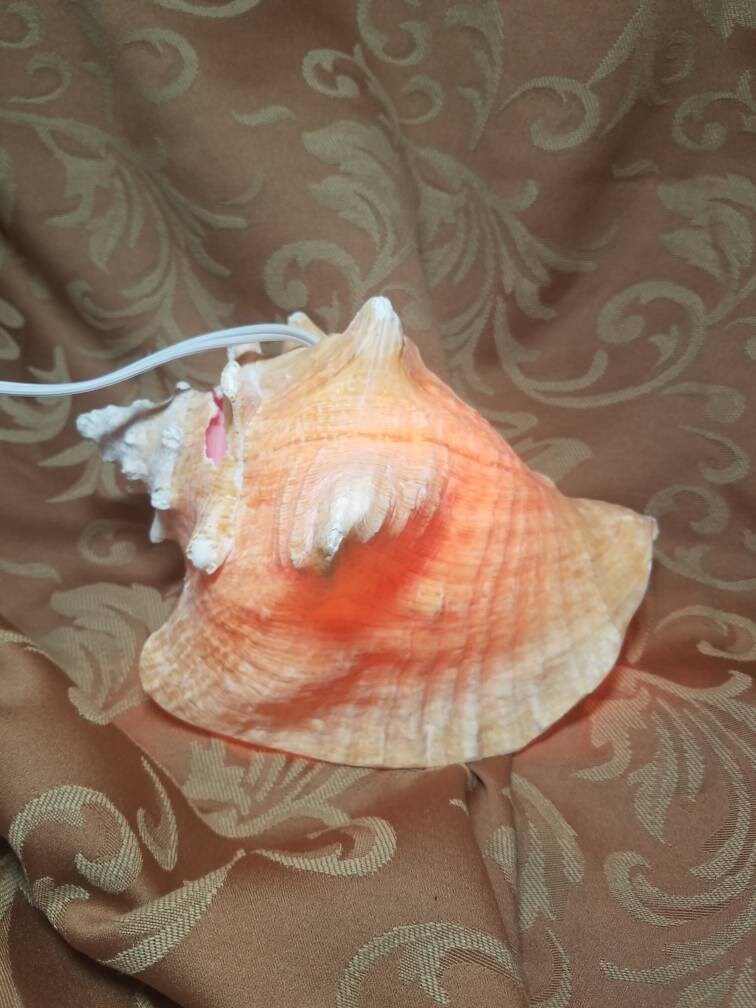 Bahamian Queen Conch Shell Light, Pink Conch Shell Lamp