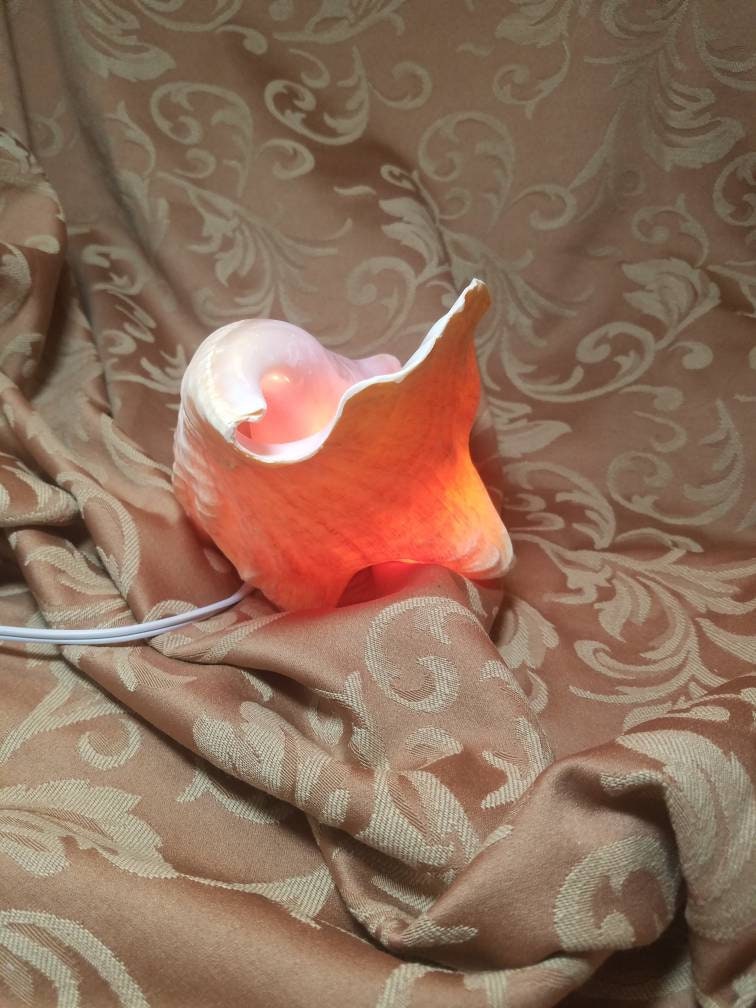 Bahamian Queen Conch Shell Light, Pink Conch Shell Lamp