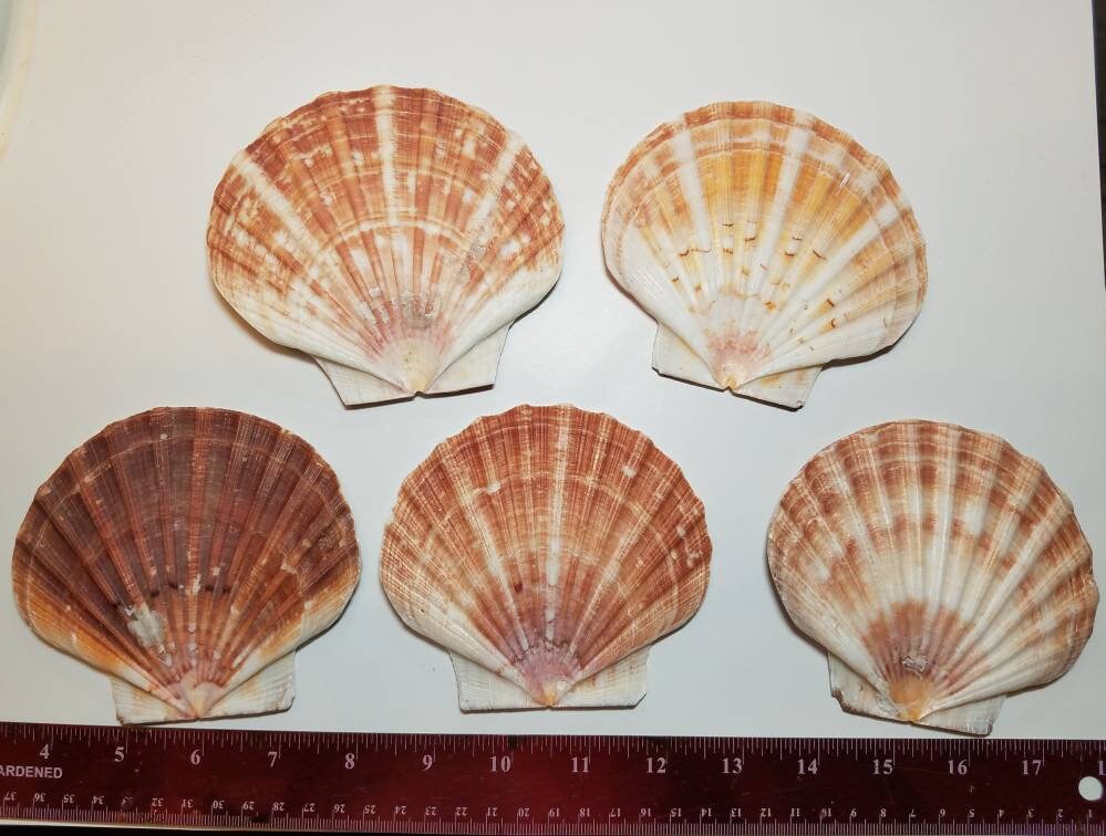 10 Irish Flat Clam Wholesale Seashells 3 1/4"-4" Clam Shells