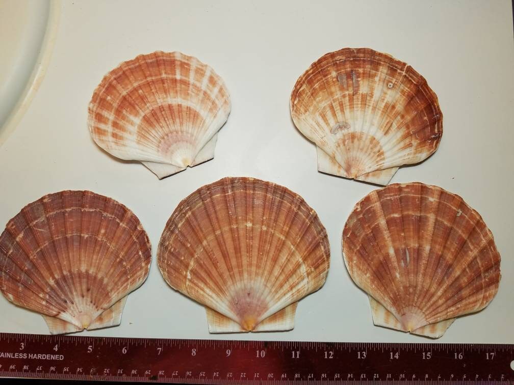 10 Irish Flat Clam Wholesale Seashells 3 1/4"-4" Clam Shells