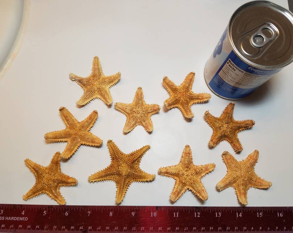 5-Pcs Saw Starfish, Craft Shells, Seashells, Starfish, Coastal Decor, Beach Decor, Beach Themed Party Decor