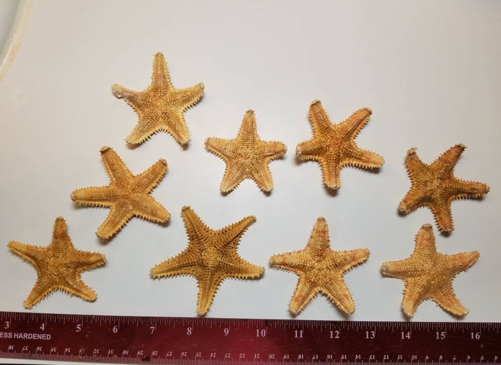 5-Pcs Saw Starfish, Craft Shells, Seashells, Starfish, Coastal Decor, Beach Decor, Beach Themed Party Decor